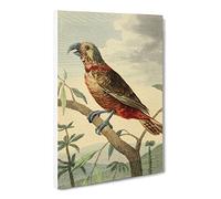 Vintage Charles R Ryley Southern Brown Parrot Vintage Canvas Wall Art Print Ready to Hang, Framed Picture for Living Room Bedroom Home Office Décor, 20x14 Inch (50x35 cm)