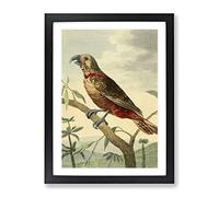 Vintage Charles R Ryley Southern Brown Parrot Vintage Framed Print | A2 Black Framed Wall Art | Ready to Hang | Classic Animal Picture | Living Room Bedroom Lounge Office