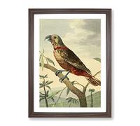 Vintage Charles R Ryley Southern Brown Parrot Vintage Framed Print | A2 Walnut Framed Wall Art | Ready to Hang | Classic Animal Picture | Living Room Bedroom Lounge Office