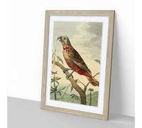 Vintage Charles R Ryley Southern Brown Parrot Vintage Framed Wall Art Print, Ready to Hang Picture for Living Room Bedroom Home Office Décor, Oak A3 (34 x 46 cm)