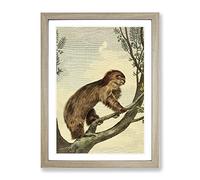 Vintage Charles R Ryley Two Toed Sloth Vintage Framed Print | A4 Oak Framed Wall Art | Ready to Hang | Classic Nature Picture | Living Room Bedroom Lounge Office