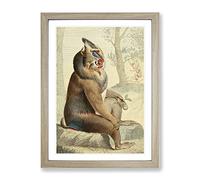 Vintage Charles R Ryley Variegated Baboon Vintage Framed Wall Art Print, Ready to Hang Picture for Living Room Bedroom Home Office Décor, Oak A2 (64 x 46 cm)