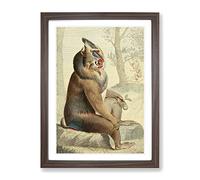 Vintage Charles R Ryley Variegated Baboon Vintage Framed Wall Art Print, Ready to Hang Picture for Living Room Bedroom Home Office Décor, Walnut A3 (34 x 46 cm)