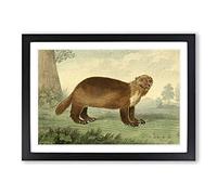 Vintage Charles R Ryley Wolverine Framed Print | A2 Black Framed Wall Art | Ready to Hang | Classic Nature Picture | Living Room Bedroom Lounge Office