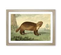 Vintage Charles R Ryley Wolverine Framed Print | A2 Oak Framed Wall Art | Ready to Hang | Classic Nature Picture | Living Room Bedroom Lounge Office