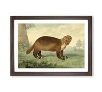 Vintage Charles R Ryley Wolverine Framed Print | A2 Walnut Framed Wall Art | Ready to Hang | Classic Nature Picture | Living Room Bedroom Lounge Office