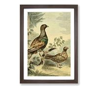 Vintage Charles R Ryley Wood Grouse Framed Print | A2 Walnut Framed Wall Art | Ready to Hang | Classic Nature Picture | Living Room Bedroom Lounge Office