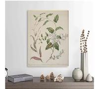 Vintage Classic Botanical Fern Modern Flower Green Leaves Poster Canvas Prints Painting Bedroom Home Interior Decor 35x50cm Frameless