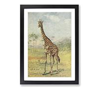 Vintage E.A. Holmes Giraffe Framed Print | A2 Black Framed Wall Art | Ready to Hang | Classic Animal Picture | Living Room Bedroom Lounge Office