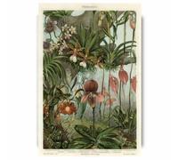 Vintage Ernst Haeckel Biology Poster Hummingbird Palm Tree Botanical Wall Art Prints Canvas Painting Office Home Decor(50x70cm No Frame)