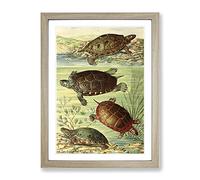 Vintage Fleischmann, Josef American Turtles Vintage Framed Wall Art Print, Ready to Hang Picture for Living Room Bedroom Home Office Décor, Oak A4 (34 x 25 cm)