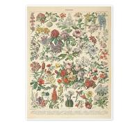 Vintage floral chart Poster by Wild Apple Portfolio 30 x 40 cm Learning & knowledge Wall decor
