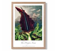 Vintage Floral Exhibition - Dragon Arum Flower Framed Print SIZE: A2 with Oak Frame ARTZE Purple A3