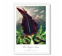 Vintage Floral Exhibition - Dragon Arum Flower Framed Print SIZE: A2 with White Frame ARTZE Purple A4