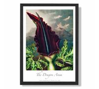 Vintage Floral Exhibition - Dragon Arum Flower Framed Print SIZE: A4 with Black Frame ARTZE Purple A2