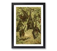 Vintage Flying Fox Bats Framed Print | A2 Black Framed Wall Art | Ready to Hang | Classic Animal Picture | Living Room Bedroom Lounge Office