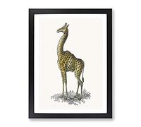 Vintage Giraffe Illustration Vintage Framed Print | A2 Black Framed Wall Art | Ready to Hang | Classic Animal Picture | Living Room Bedroom Lounge Office