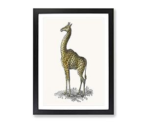 Vintage Giraffe Illustration Vintage Framed Print | A2 Black Framed Wall Art | Ready to Hang | Classic Animal Picture | Living Room Bedroom Lounge Office