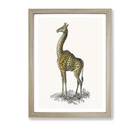 Vintage Giraffe Illustration Vintage Framed Print | A2 Oak Framed Wall Art | Ready to Hang | Classic Animal Picture | Living Room Bedroom Lounge Office