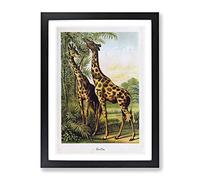 Vintage Giraffes Vintage Framed Print | A4 Black Framed Wall Art | Ready to Hang | Classic Animal Picture | Living Room Bedroom Lounge Office