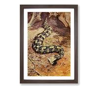 Vintage H Johnston Gaboon Puff Adder Framed Print | A2 Walnut Framed Wall Art | Ready to Hang | Classic Nature Picture | Living Room Bedroom Lounge Office