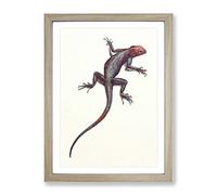 Vintage H Johnston Red & Blue Lizard Vintage Framed Print | A2 Oak Framed Wall Art | Ready to Hang | Classic Nature Picture | Living Room Bedroom Lounge Office
