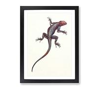 Vintage H Johnston Red & Blue Lizard Vintage Framed Wall Art Print, Ready to Hang Picture for Living Room Bedroom Home Office Décor, Black A2 (64 x 46 cm)