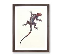 Vintage H Johnston Red & Blue Lizard Vintage Framed Wall Art Print, Ready to Hang Picture for Living Room Bedroom Home Office Décor, Walnut A2 (64 x 46 cm)