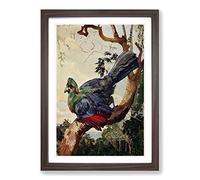 Vintage H Johnston Turaco of Ruwenzori Framed Print | A2 Walnut Framed Wall Art | Ready to Hang | Classic Nature Picture | Living Room Bedroom Lounge Office