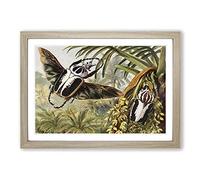 Vintage H Morin Goliath Beetles Framed Print | A2 Oak Framed Wall Art | Ready to Hang | Classic Nature Picture | Living Room Bedroom Lounge Office