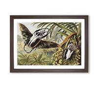 Vintage H Morin Goliath Beetles Framed Print | A2 Walnut Framed Wall Art | Ready to Hang | Classic Nature Picture | Living Room Bedroom Lounge Office