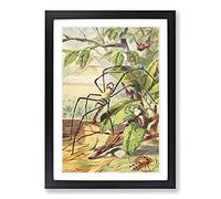 Vintage H Morin Javanese Spider Framed Print | A2 Black Framed Wall Art | Ready to Hang | Classic Nature Picture | Living Room Bedroom Lounge Office