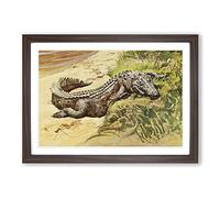 Vintage Harry Johnston Crocodile Sleeping Framed Print | A2 Walnut Framed Wall Art | Ready to Hang | Classic Nature Picture | Living Room Bedroom Lounge Office