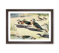 Vintage Harry Johnston Pygmy Geese Framed Print | A2 Walnut Framed Wall Art | Ready to Hang | Classic Nature Picture | Living Room Bedroom Lounge Office