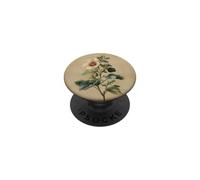 Vintage Hibiscus Botanical Illustration Flower Plant PopSockets Adhesive PopGrip