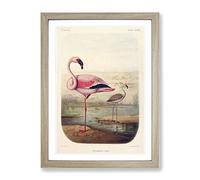 Vintage Huet Nicholas Flamingo Vintage Framed Wall Art Print A2 Oak