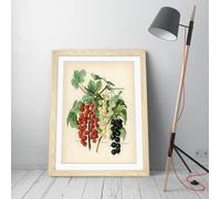 Vintage illustration of black naples John Wright Stunning Framed Wall Art Print Picture - A2 - Light Oak Frame