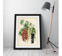 Vintage illustration of black naples John Wright Stunning Framed Wall Art Print Picture - A4 - Black Frame