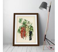 Vintage illustration of black naples John Wright Stunning Framed Wall Art Print Picture - A4 - Walnut Frame