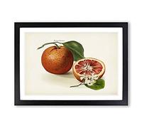 Vintage Illustration of Blood Oranges Framed Print | A2 Black Framed Wall Art | Ready to Hang | Classic Nature Picture | Living Room Bedroom Lounge Office