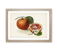 Vintage Illustration of Blood Oranges Framed Print | A2 Oak Framed Wall Art | Ready to Hang | Classic Nature Picture | Living Room Bedroom Lounge Office