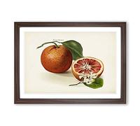 Vintage Illustration of Blood Oranges Framed Print | A2 Walnut Framed Wall Art | Ready to Hang | Classic Nature Picture | Living Room Bedroom Lounge Office