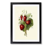 Vintage Illustration of Strawberries Framed Print | A2 Black Framed Wall Art | Ready to Hang | Classic Nature Picture | Living Room Bedroom Lounge Office