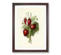 Vintage Illustration of Strawberries Framed Print | A2 Walnut Framed Wall Art | Ready to Hang | Classic Nature Picture | Living Room Bedroom Lounge Office