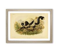 Vintage J.G. Keulemans Black & White Ruffed Lemur Framed Print | A2 Oak Framed Wall Art | Ready to Hang | Classic Nature Picture | Living Room Bedroom Lounge Office
