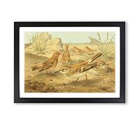 Vintage J.G. Keulemans Desert Finch & Desert Lark Framed Print | A2 Black Framed Wall Art | Ready to Hang | Classic Landscape Picture | Living Room Bedroom Lounge Office