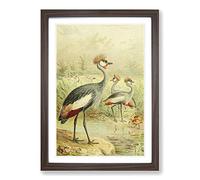 Vintage J.G. Keulemans East African Balearic Crane Framed Print | A2 Walnut Framed Wall Art | Ready to Hang | Classic Animal Picture | Living Room Bedroom Lounge Office