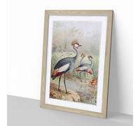 Vintage J.G. Keulemans East African Balearic Crane Vintage Framed Wall Art Print, Ready to Hang Picture for Living Room Bedroom Home Office Décor, Oak A3 (34 x 46 cm)