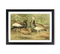 Vintage J.G. Keulemans Florican & MacQueen's Bustard Framed Print | A2 Black Framed Wall Art | Ready to Hang | Classic Nature Picture | Living Room Bedroom Lounge Office