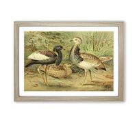 Vintage J.G. Keulemans Florican & MacQueen's Bustard Framed Print | A2 Oak Framed Wall Art | Ready to Hang | Classic Nature Picture | Living Room Bedroom Lounge Office